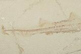 Cretaceous Fossil Shark - Hjoula, Lebanon #200630-3